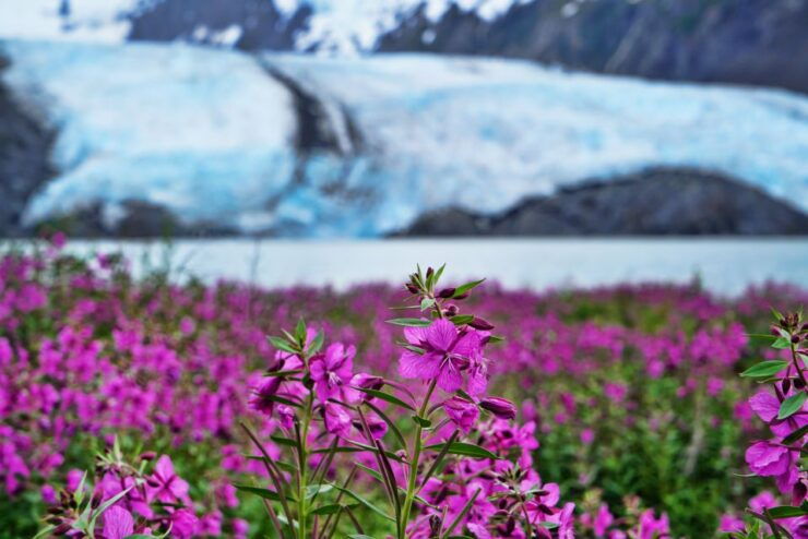 From Anchorage: Valley of Glaciers & Wildlife Center Tour - Activity Details