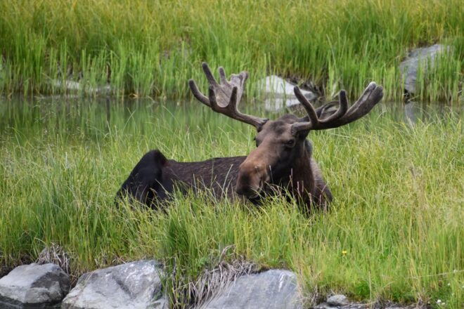 From Anchorage: Valley of Glaciers & Wildlife Center Tour - Scenic Drive and Glacier Cruise