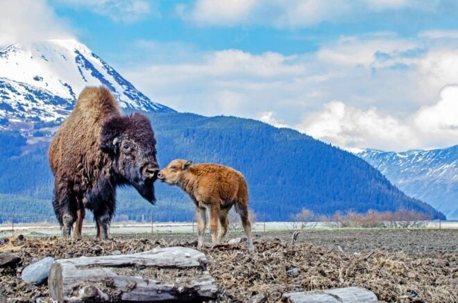 From Anchorage: Valley of Glaciers & Wildlife Center Tour - Convenient Transportation and Pickup