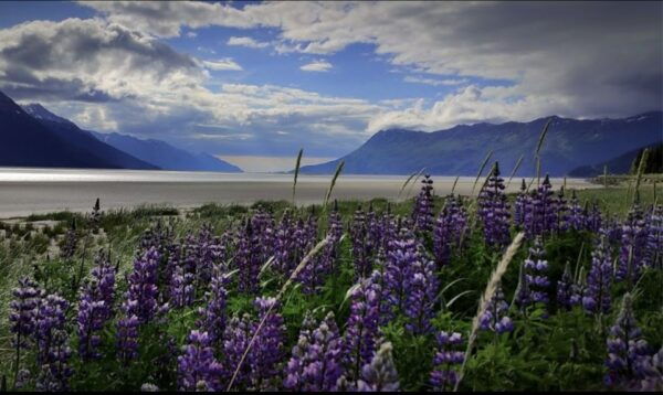 From Anchorage: Wilderness, Wildlife, & Glacier Experience - The Sum Up