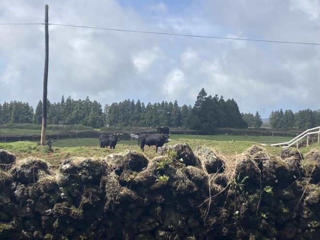 From Angra Do Heroísmo: Terceira Island Full-Day Tour - Additional Information