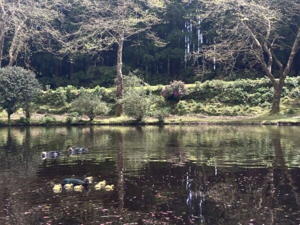From Angra Do Heroísmo: Terceira Island Full-Day Tour - The Sum Up