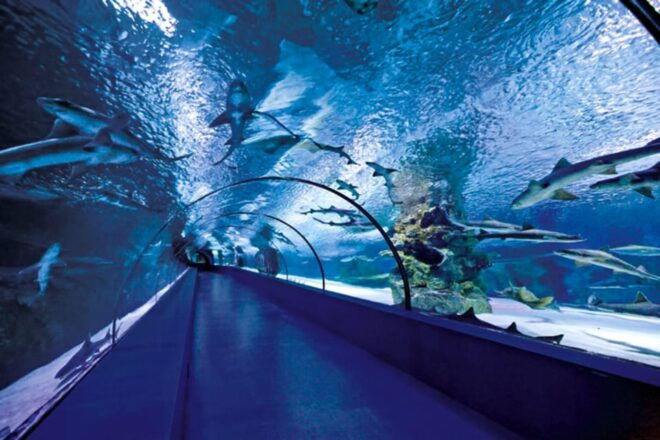 From Antalya All Region: Antalya Aquarium With Transfer - Inclusions and Exclusions