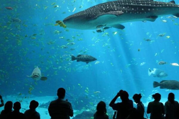 From Antalya All Region: Antalya Aquarium With Transfer - Tips for Visitors