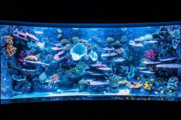 From Antalya All Region: Antalya Aquarium With Transfer - Nearby Attractions