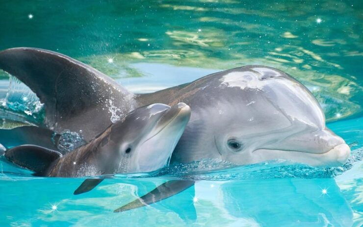 From Antalya Dolphin Show - Show Experience Highlights
