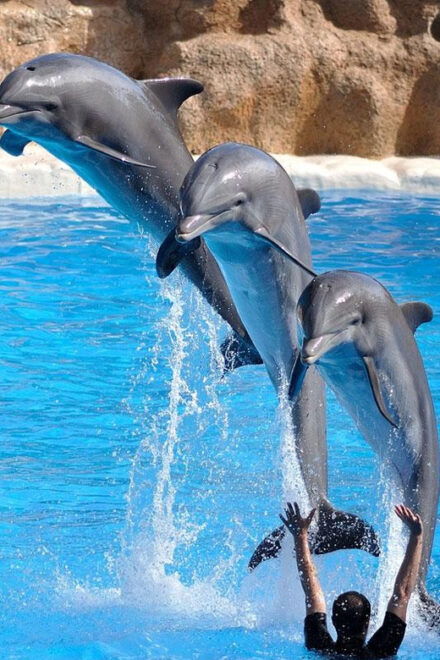 From Antalya Dolphin Show - Educational Aspects of the Show