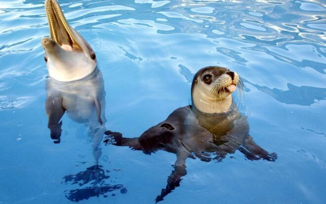 From Antalya Dolphin Show - Animal Welfare Standards