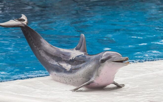 From Antalya Dolphin Show - Guest Services Overview