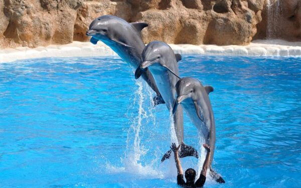 From Antalya Dolphin Show - Dolphin Conservation Efforts