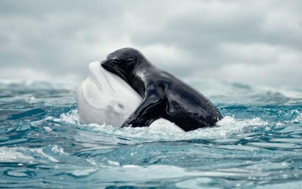 From Antalya Dolphin Show - What to Expect During the Show