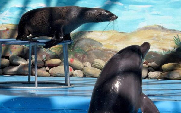 From Antalya Dolphin Show - Tips for Your Visit