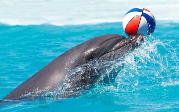 From Antalya Dolphin Show - Frequently Asked Questions