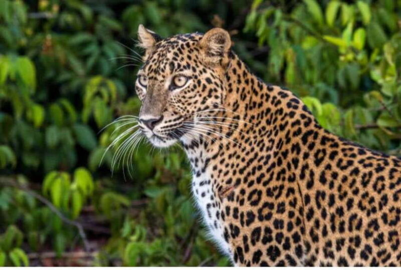 From Anuradhapura: All Inclusive Full Day Safari at Wilpattu - What Makes This Tour Special