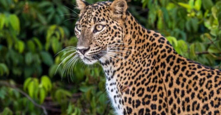 From Anuradhapura: Full Day Safari at Wilpattu National Park - Pickup and Drop-off Locations