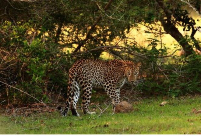 From Anuradhapura: Full Day Safari at Wilpattu National Park - Highlights