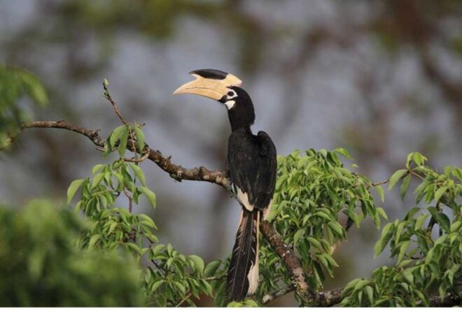 From Anuradhapura: Full Day Safari at Wilpattu National Park - Reserve Now & Pay Later