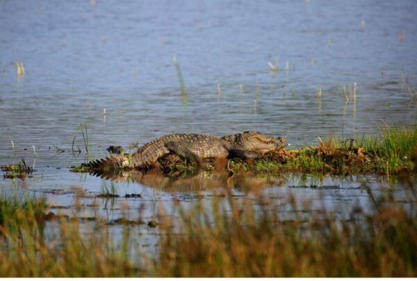 From Anuradhapura: Full Day Safari at Wilpattu National Park - The Sum Up