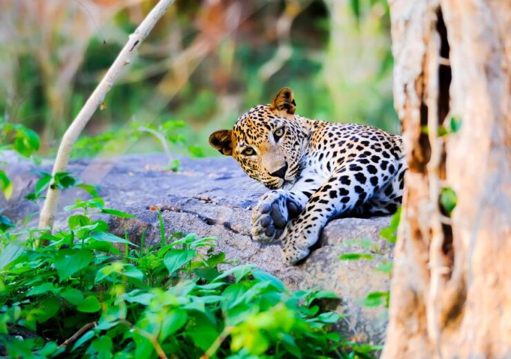 From Anuradhapura: Full-Day Wilpattu National Park Safari - Activity Details