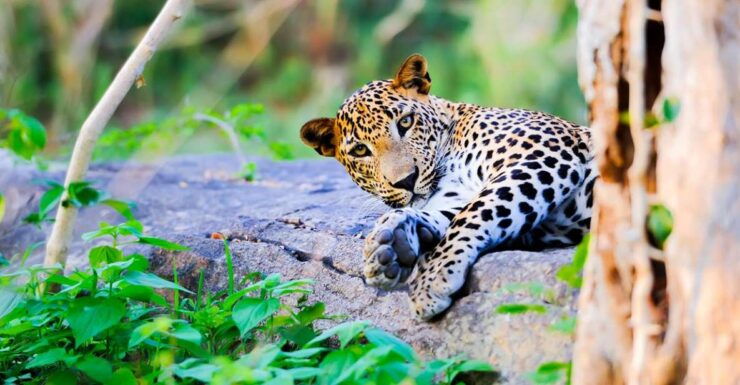 From Anuradhapura: Full-Day Wilpattu National Park Safari - Safari Experience