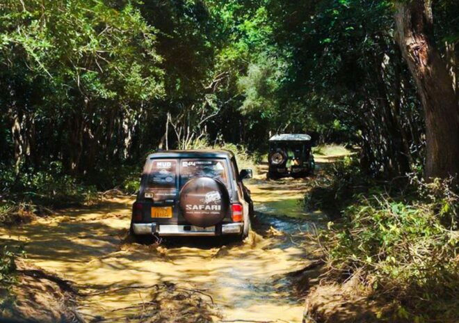 From Anuradhapura: Full-Day Wilpattu National Park Safari - Highlights of Wilpattu National Park