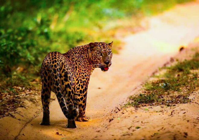 From Anuradhapura: Full-Day Wilpattu National Park Safari - Customer Review