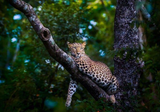 From Anuradhapura: Full-Day Wilpattu National Park Safari - Duration and Availability