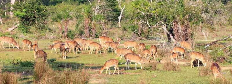 From Anuradhapura: Wilpattu National Park Half-Day Safari - Good To Know