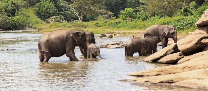 From Anuradhapura: Wilpattu National Park Half-Day Safari - Price and Value Analysis