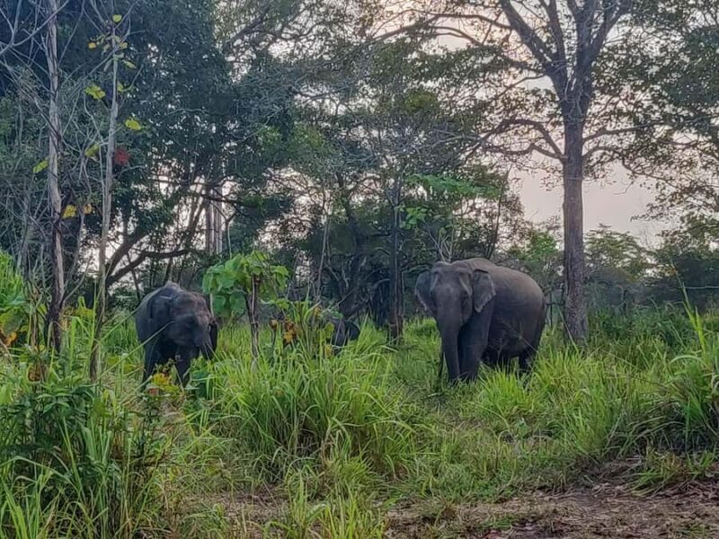 From Anuradhapura: Wilpattu National Park Private Safari - Introduction: A Genuine Look at Wilpattu Safari from Anuradhapura