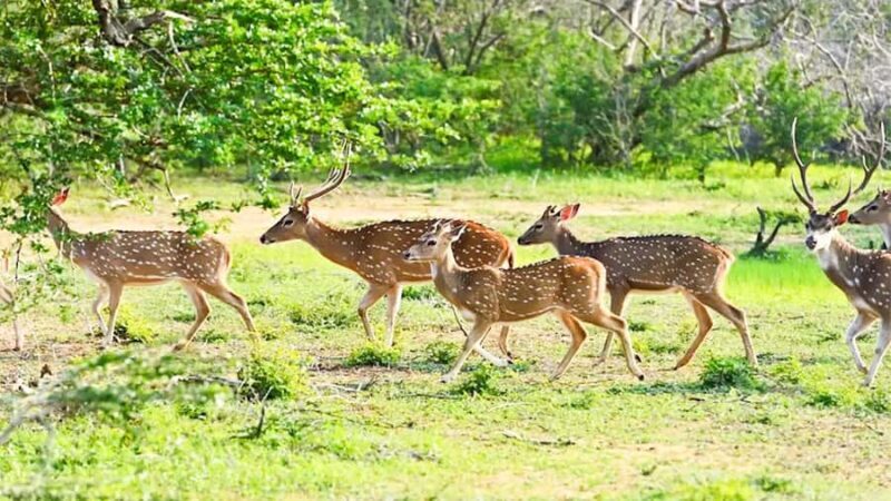 From Anuradhapura: Wilpattu National Park Private Safari - FAQs