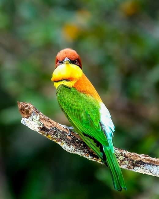 From Anuradhapura: Wilpattu National park Safari - Who Should Book This Experience?