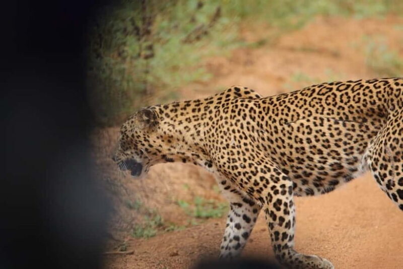 From Anuradhapura: Wilpattu National park Safari - FAQs