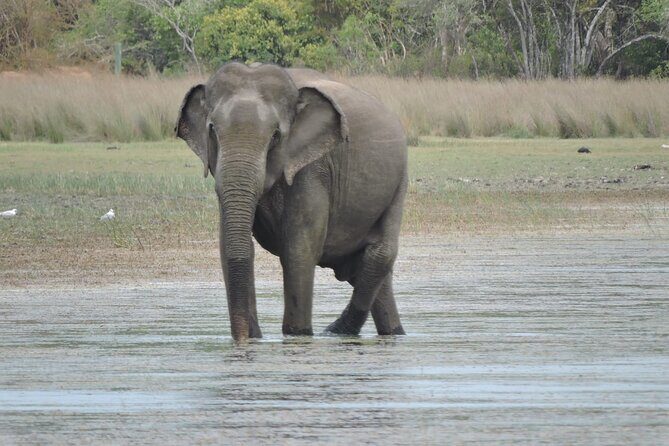 From Anuradhapura : Wilpattu Wild Haven Full-Day Safari - Who Should Consider This Tour?