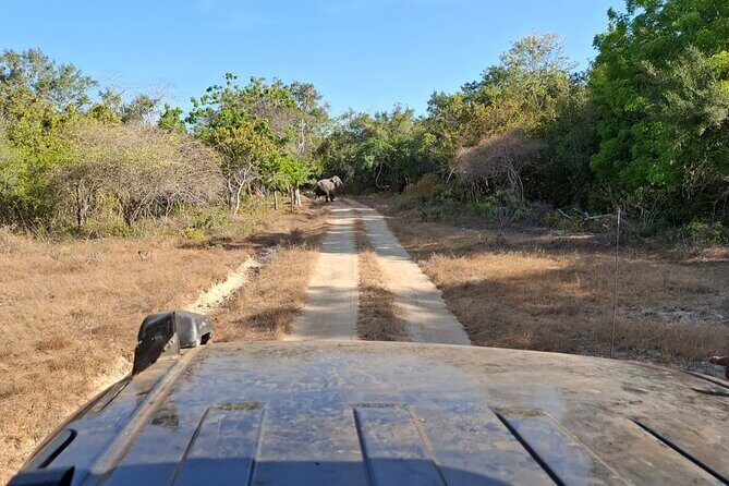 From Anuradhapura : Wilpattu Wild Haven Full-Day Safari - FAQs