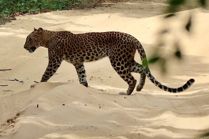 From Anuradhapura : Wilpattu Wild Haven Full-Day Safari - Good To Know