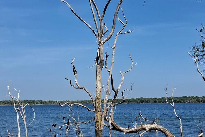 From Anuradhapura : Wilpattu Wild Haven Full-Day Safari - What Makes This Tour Stand Out?