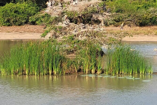 From Anuradhapura : Wilpattu Wild Haven Full-Day Safari - Analysis of Cost and Value