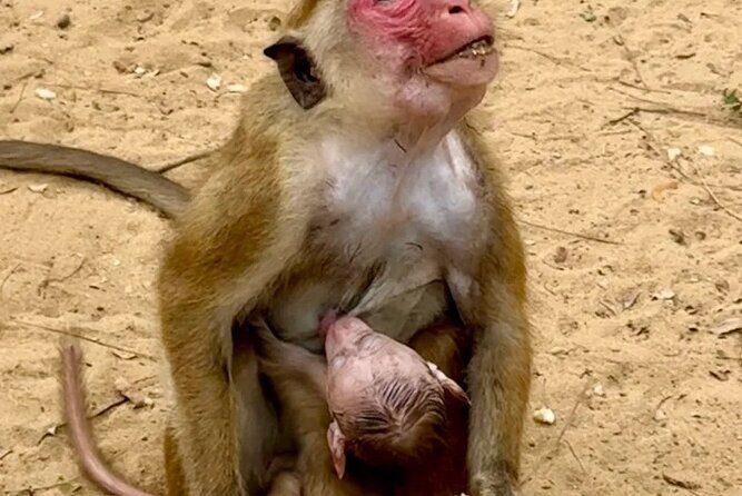 From Anuradhapura : Wilpattu Wild Haven Full-Day Safari - FAQ