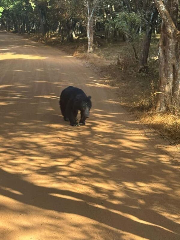 From Anuradhapura:Wilpattu Full-Day Wildlife Safari. - Authentic Experiences and Hidden Gems