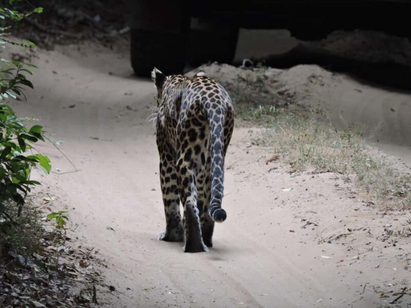 From Anuradhapura:Wilpattu Full-Day Wildlife Safari. - Frequently Asked Questions