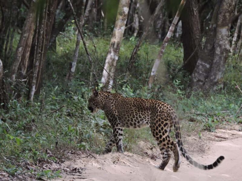 From Anuradhapura:Wilpattu Full-Day Wildlife Safari. - An In-Depth Look at the Wilpattu Safari from Anuradhapura