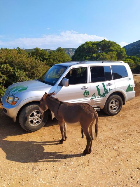 From Arbatax: Half Day Jeep Tour on Golgo Plateau - Highlights and Activities