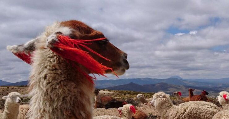 From Arequipa: Colca Canyon 2-Day Tour - Tour Overview
