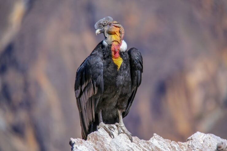 From Arequipa: Colca Canyon Full-Day Guided Tour - Tour Highlights