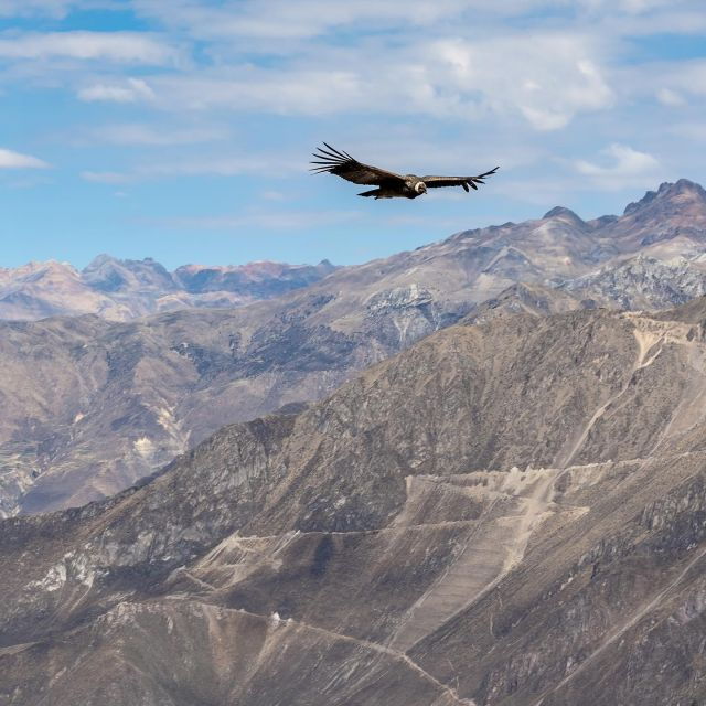 From Arequipa: Colca Canyon & La Calera Thermal Waters - Activity Highlights