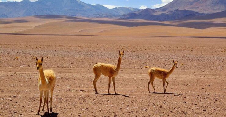 From Arequipa: Day Trip to Salinas and Aguada Blanca - Tour Overview