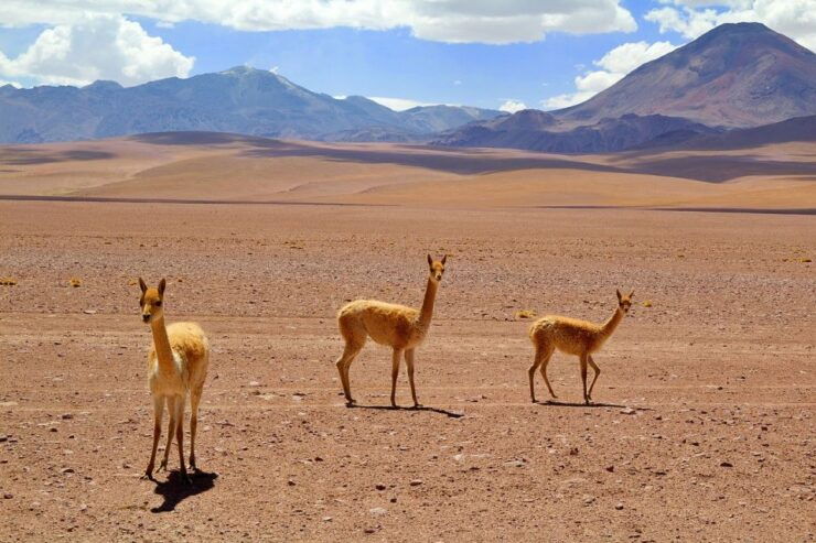From Arequipa: Day Trip to Salinas and Aguada Blanca - Booking Information