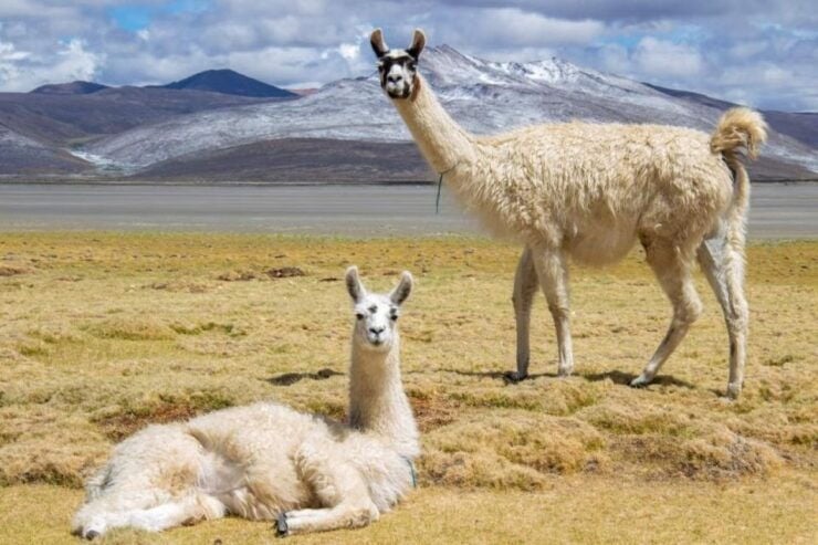 From Arequipa: Excursion to Salinas Lagoon - Experience Overview
