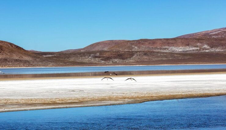 From Arequipa: Excursion to the Salinas Lagoon Full Day - Good To Know